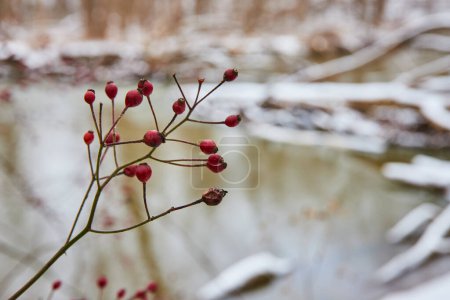 Leuchtend rote Beeren harren auf kahlen Zweigen aus und heben sich von einer ruhigen, schneebedeckten Landschaft im Cooks Landing County Park, Indiana, ab..