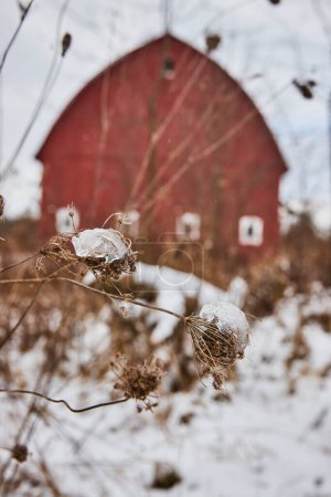 Snow-capped Queen Annes Lace foregrounds a tranquil winter scene with a vibrant red barn, amidst Fort Wayne, Indianas Whitehurst Nature Preserve.