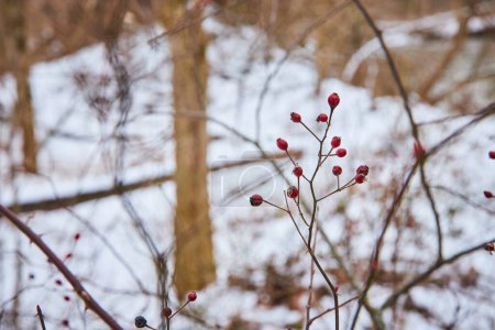 Las bayas de rosa mosqueta roja vívidas soportan el invierno en Cooks Landing County Park en Fort Wayne, Indiana, simbolizando la resiliencia en medio de un sereno telón de fondo nevado.
