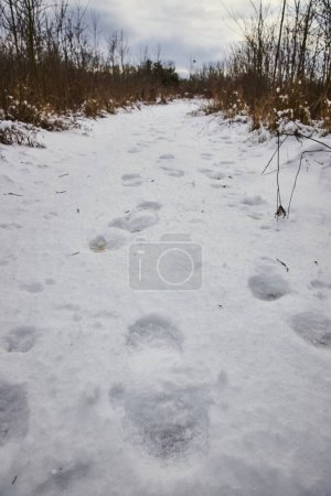 Téléchargez les photos : Solitude hivernale à Fort Wayne - Des chutes de neige fraîches révèlent un sentier sauvage dans les réserves naturelles de Whitehurst - en image libre de droit