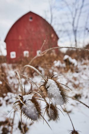 Schneegeküsste Disteln stehen hoch in einer ruhigen Winterlandschaft im Whitehurst Nature Preserves, Indiana, mit einer klassischen roten Scheune, die sanft im Hintergrund verschwimmt.