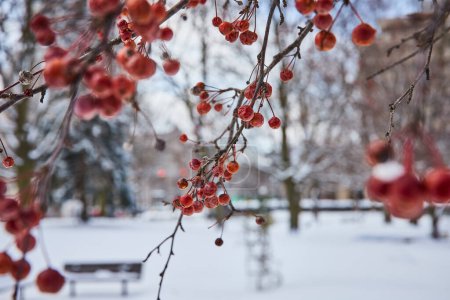 Winterresistenz in Fort Wayne - leuchtende rote Beeren auf blattlosen Zweigen gegen den verschneiten Stadtpark