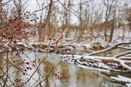 Lebendige rote Beeren stechen im ruhigen Winterwald im Cooks Landing County Park, Fort Wayne, Indiana, hervor