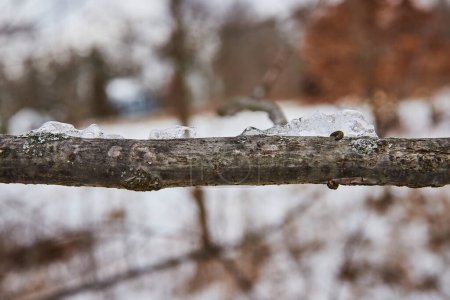 Late winter thaw in Indianas Whitehurst Nature Preserve, capturing the intimate detail of a tree branch with glistening remnants of melting snow