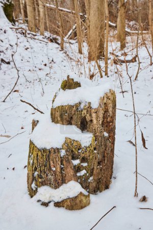 Heitere Wintereinsamkeit im Cooks Landing County Park, Indiana - Ein verwitterter Baumstumpf im Neuschnee inmitten eines ruhigen Waldes.