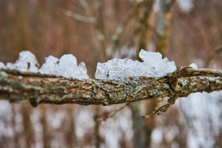 Seasonal Transition in Indiana: Close-up of a Weathered Branch with Melting Snow at Whitehurst Nature Preserve