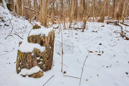 Soledad de invierno serena en Cooks Landing County Park, Fort Wayne, Indiana: tronco de árbol resistido cubierto de nieve en medio de un bosque tranquilo