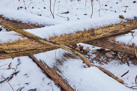 Winterliche Ruhe im Cooks Landing Park, Indiana - gealterte Baumstämme in Neuschnee gehüllt inmitten heiterer Wälder