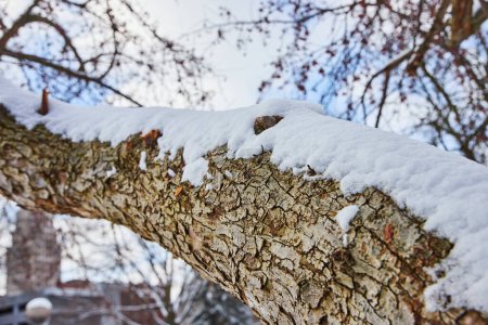 Téléchargez les photos : De la neige fraîche orne une branche d'arbre au centre-ville de Fort Wayne, en Indiana - une touche tranquille de nature dans un cadre hivernal urbain. - en image libre de droit