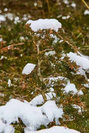 Fresh Snowfall on Evergreen in Whitehurst Nature Preserve, Indiana - A Winter Wonderland