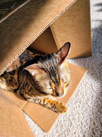 Sunlit Bengal Cat Relaxes in Cardboard Box at Cozy Home in Fort Wayne, Indiana