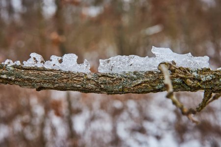 Foto de Escena de invierno serena en Whitehurst Nature Preserve, Fort Wayne - Delicados cristales de hielo en una rama resistente, simbolizando la resiliencia y la transformación - Imagen libre de derechos