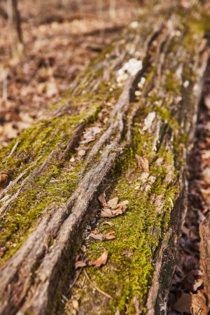 Lebendiges grünes Moos auf verwittertem Baumstamm im Lindenwood Preserve, Indiana - strukturierte herbstliche Naturlandschaft