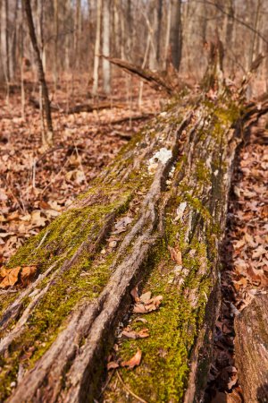 Vibrant Mossy Log in Lindenwood Preserve - Une scène automnale paisible à Fort Wayne, dans la forêt des Indianas
