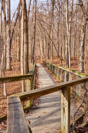 Ruhige Herbstszene einer Holzpromenade, die sich durch einen blattlosen Wald am Lindenwood Preserve in Fort Wayne, Indiana, windet.