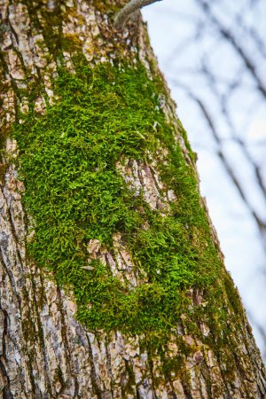 Lebendiges grünes Moos auf gealterter Baumrinde im Cooks Landing County Park, Fort Wayne, Indiana - ein Wintertag-Schnappschuss der Naturkunst