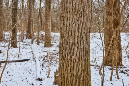 Winterruhe im Cooks Landing Park, Indiana - Reife Bäume stehen majestätisch vor einer sanft schneebedeckten Waldlandschaft