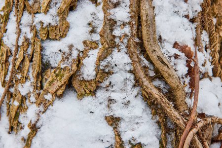 Los inviernos tocan la corteza rugosa en Cooks Landing County Park, Indiana - Mezcla estacional de texturas de naturalezas