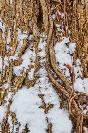Foto de Los inviernos se abrazan en la corteza resistente de los árboles en Cooks Landing Park, Indiana - Un estudio de cerca de las texturas de las naturalezas y el crecimiento resiliente - Imagen libre de derechos