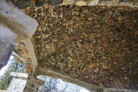 Timeless Craftsmanship: Upward View of Stonework Ceiling at Lindenwood Cemetery, Indiana