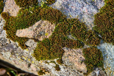 Vibrant Moss Detail on Multicolored Rock in Lindenwood Cemetery, Fort Wayne - A Study in Natural Growth and Resilience.