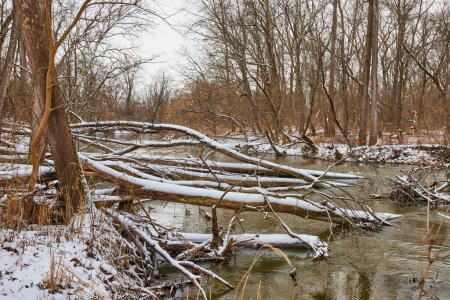 Heiteres Winterwunderland im Cooks Landing Park, Indiana - schneebedeckte Bäume und sanfter Strom