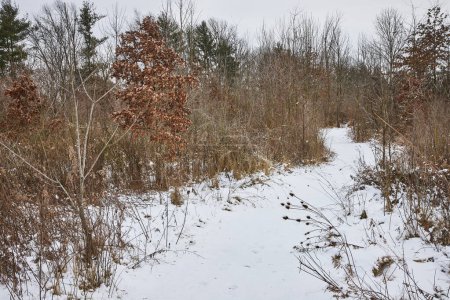 Winterumarmung auf dem beschaulichen Whitehurst Nature Preserve in Fort Wayne, Indiana, lädt zur Einsamkeit und Besinnung ein.