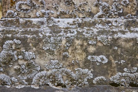 Nahaufnahme von widerstandsfähigem Flechtenwachstum auf einem Grabstein auf dem Lindenwood Cemetery, Fort Wayne, Indiana, die organische Muster und Strukturen der Natur zeigt.