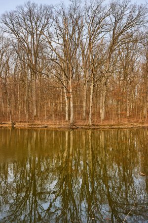 Winterruhe: Laublose Bäume spiegeln sich auf dem stillen Teich im Lindenwood Preserve, Indiana