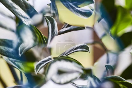 Abstract Close-Up of Vibrant Green Leaves in Natural Indoor Light, an Eco-Friendly Decorative Element in Fort Wayne, Indiana