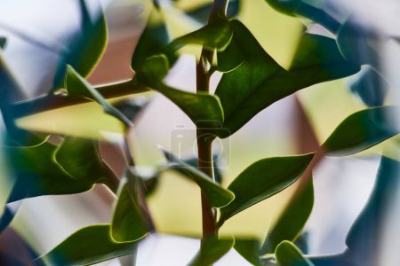 Verdor interior vibrante - Vida vegetal abstracta capturada artísticamente en Fort Wayne, Indiana