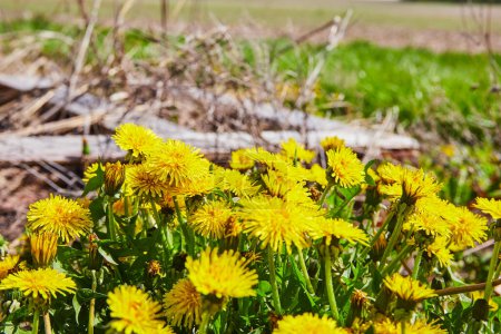 Basking in Indiana sunlight, a vibrant cluster of dandelions signals the arrival of spring in a tranquil meadow setting.