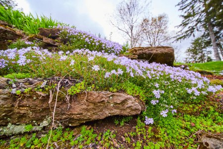 Springtime bloom in Indianapolis, showcasing delicate purple wildflowers against a rugged terrain in the serene Bishop Simon Brute College park.