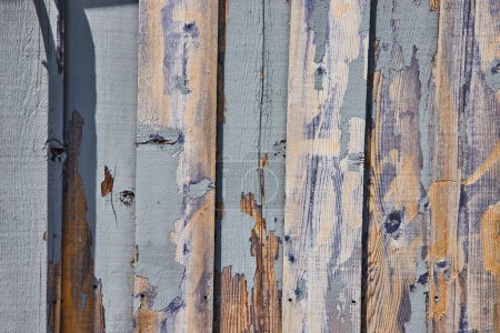 La luz del sol revela la valla de Barnwood erosionada en Spiceland, Indiana - Encanto rústico de pelar pintura azul pálido y madera cruda