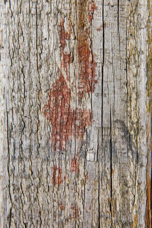 Nahaufnahme von verwittertem Scheckenholz aus Spiceland, Indiana, mit satten Texturen und Farben der abgenutzten Oberfläche