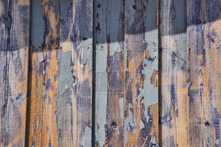 Gros plan sur le bois rustique altéré montrant la peinture bleu clair, révélant les riches textures de bois d "écurie vieilli de Spiceland, Indiana.