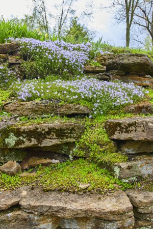 Blooming lavender phlox draping a rustic stone wall at Indianapolis Bishop Simon Brute College, showcasing springtimes enchanting charm.