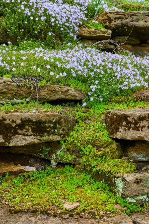 Photo for Spring Bloom in Indianapolis - Delicate Violet Flowers and Mossy Stones at Bishop Simon Brute College - Royalty Free Image