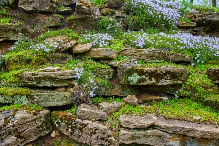 Spring blooms on ancient sedimentary rock at Bishop Simon Brute College, Indiana, illustrating resilience and beauty of nature.