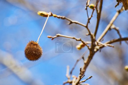 Delicate seed pod in focus against a blurred blue sky, symbolizing springs renewal at Fort Wayne, Indiana.