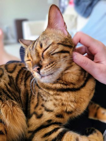 Téléchargez les photos : Bengale chat jouit d'une égratignure de tête apaisante dans une maison confortable Fort Wayne, incarnant la paix et la compagnie. - en image libre de droit