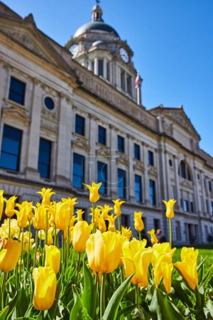 Téléchargez les photos : Des tulipes jaune vif fleurissent devant le palais de justice classique du comté d'Allen sous un ciel bleu clair, Fort Wayne. - en image libre de droit