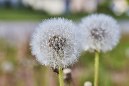 Two dandelions ready to disperse seeds, captured in a soft-focus meadow backdrop in Fort Wayne, Indiana.