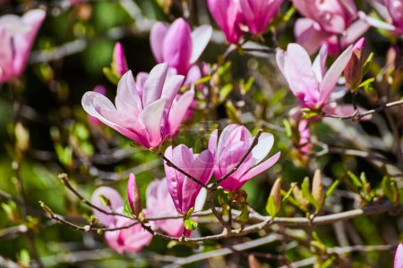 Primavera en plena floración con vibrantes flores de magnolia rosa en Fort Wayne, capturando la esencia de la renovación.