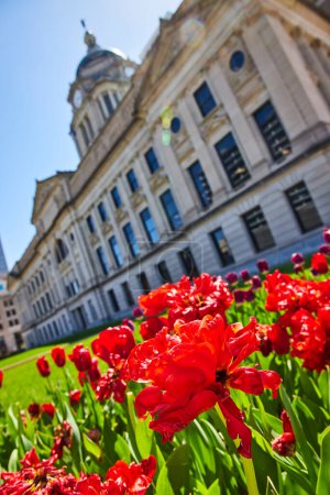 Téléchargez les photos : Des tulipes rouge vif fleurissent devant le palais de justice historique de Fort Waynes sous un ciel printanier dégagé. - en image libre de droit