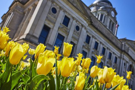 Téléchargez les photos : Des tulipes jaune vif fleurissent devant le palais de justice classique Allen Superior au centre-ville de Fort Wayne. - en image libre de droit
