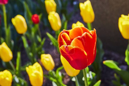 Une tulipe rouge-orange vibrante brille dans le jardin botanique de Fort Wayne, annonçant le printemps au milieu d'une mer de jaune.