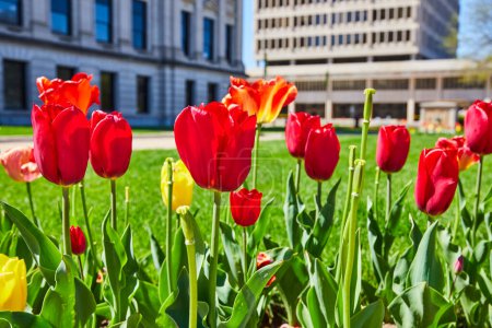Téléchargez les photos : Des tulipes vibrantes fleurissent dans l'oasis urbaine de Fort Waynes, mêlant paysages urbains modernes et classiques sous un ciel ensoleillé. - en image libre de droit