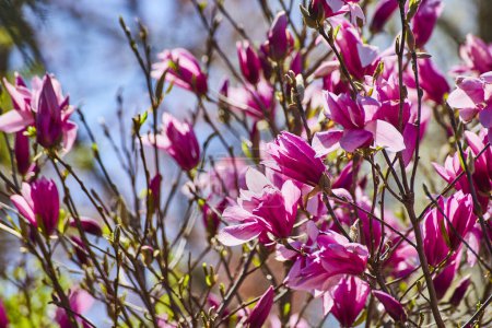 Lebendige Magnolienblüten in voller Blüte unter dem sonnigen Himmel von Fort Wayne, Indiana, verkörpern die Erneuerung der Quellen.