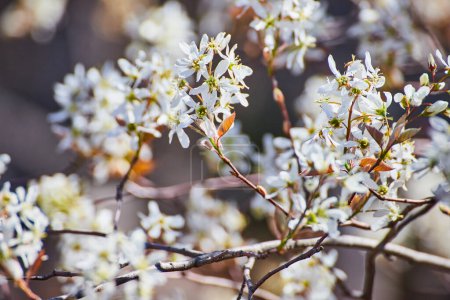 Florecen flores de primavera bajo el sol de Fort Wayne, capturando la renovación de la naturaleza y la esencia de la primavera.